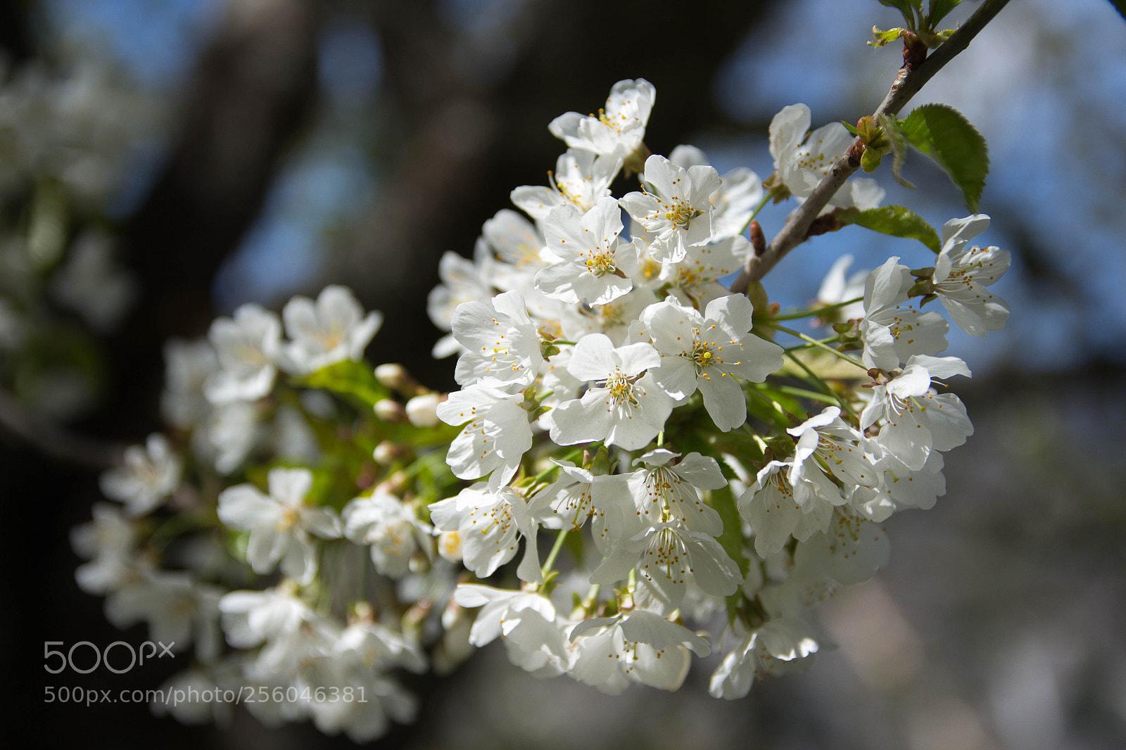 Canon EOS 700D (EOS Rebel T5i / EOS Kiss X7i) sample photo. Img photography