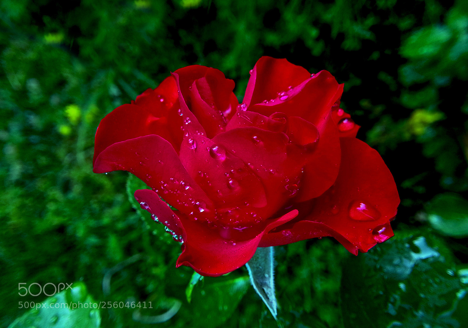 Samsung Galaxy Note2 sample photo. Rose photography