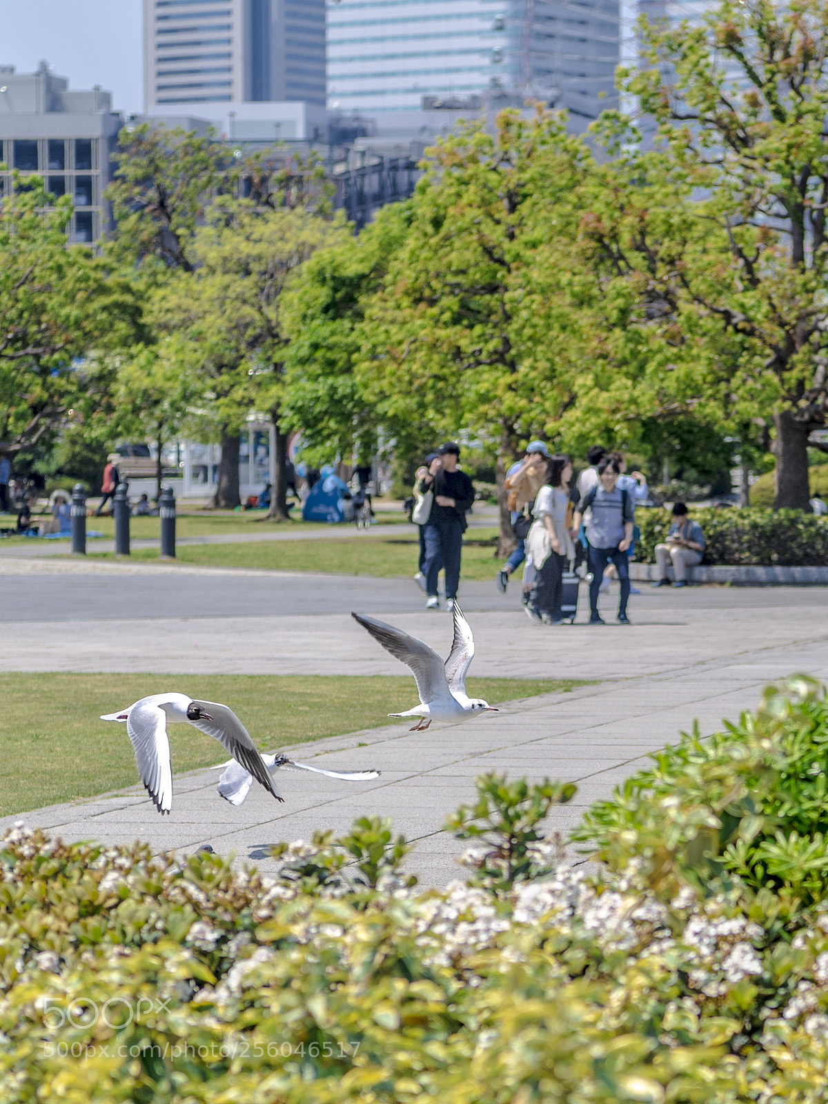 Nikon D5 sample photo. Gull gangs of thieves photography
