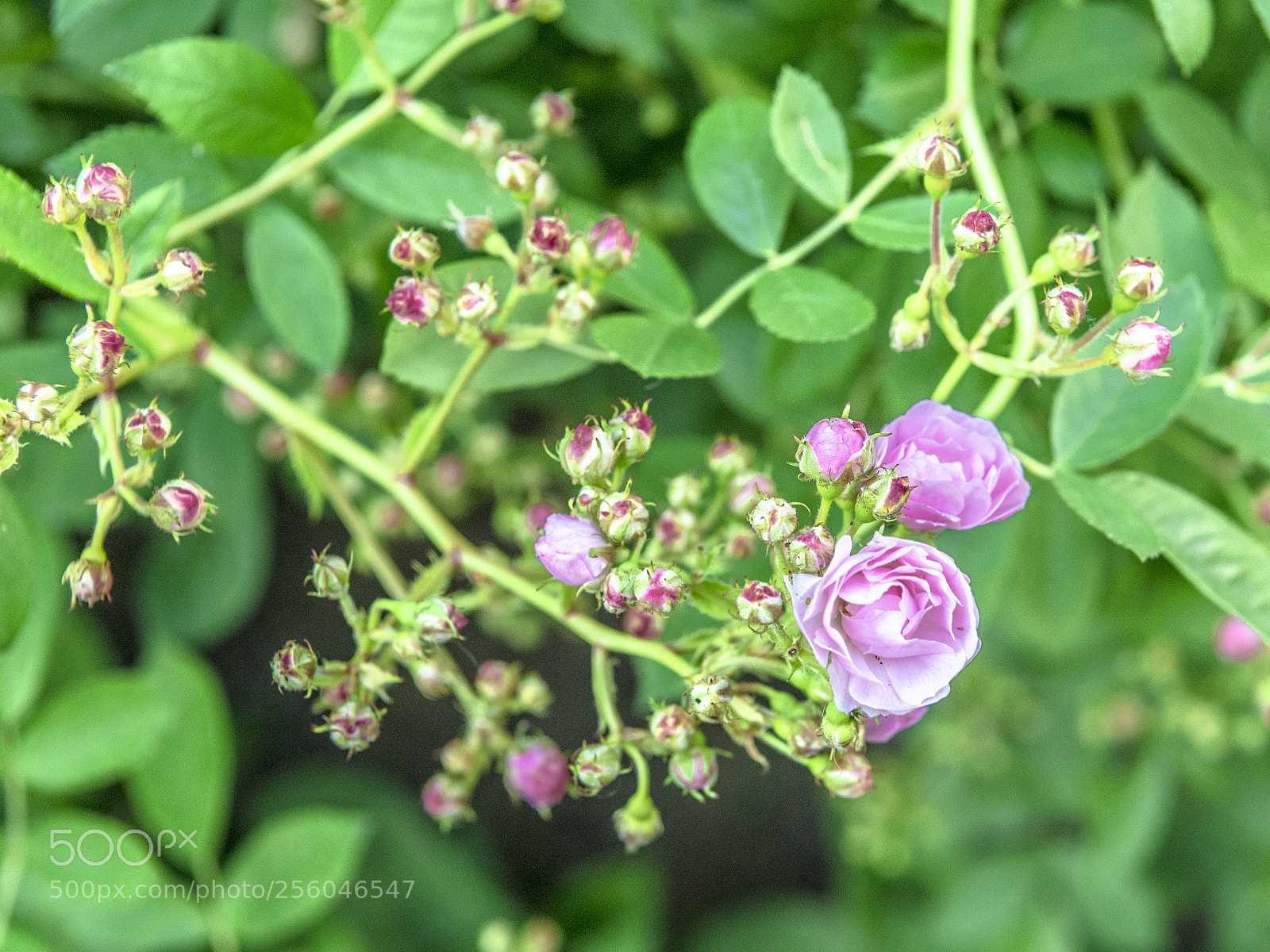 Nikon D5 sample photo. Blooming photography