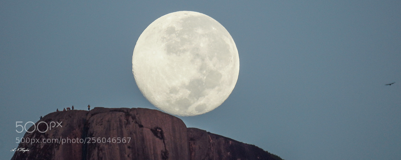 Sony SLT-A77 sample photo. Full moon bird over photography
