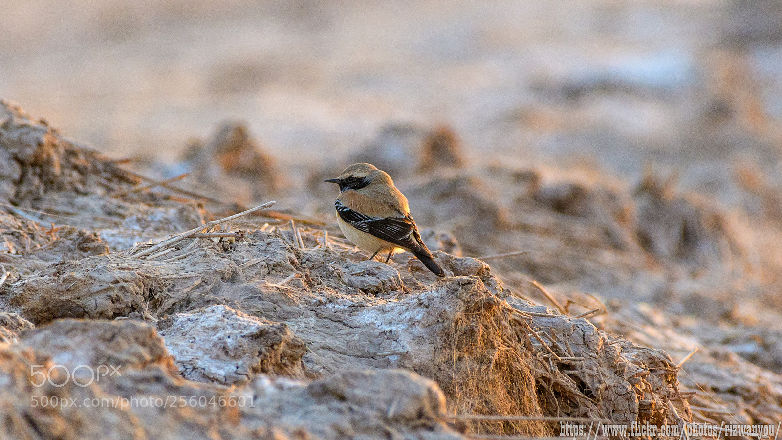 Nikon D500 sample photo. Desert wheatear photography