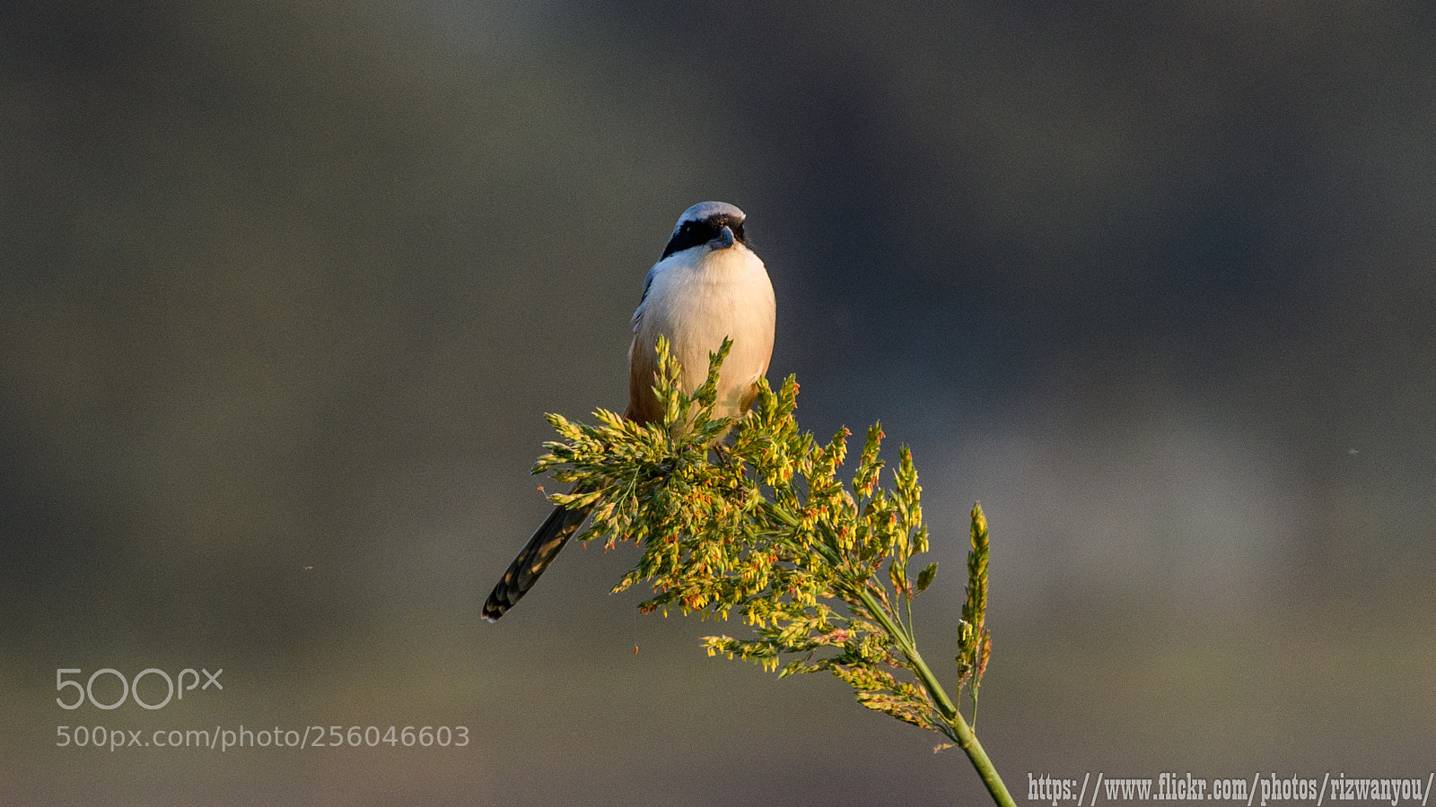 Nikon D500 sample photo. Long-tailed shrike photography