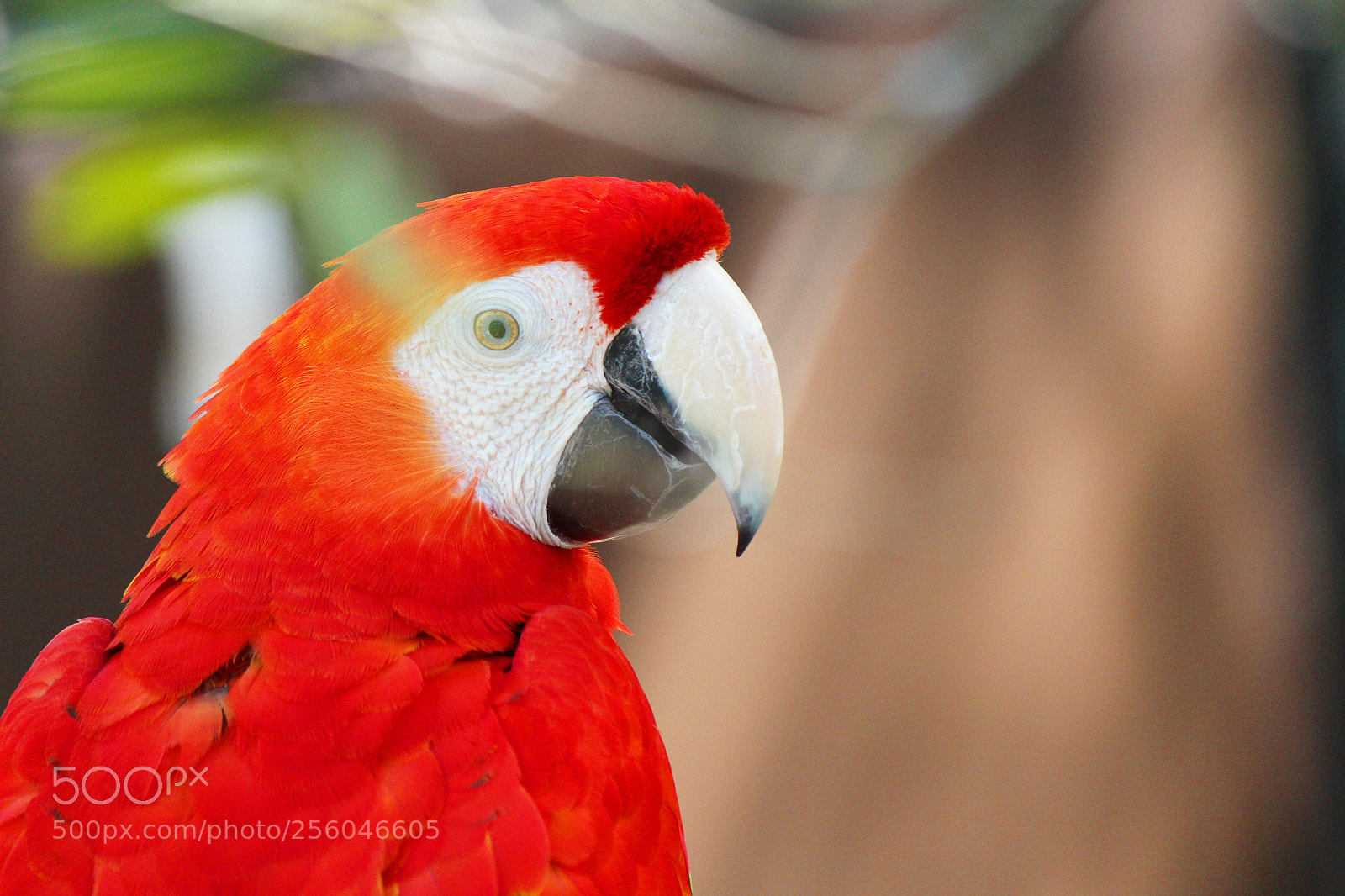 Canon EOS 700D (EOS Rebel T5i / EOS Kiss X7i) sample photo. Red photography