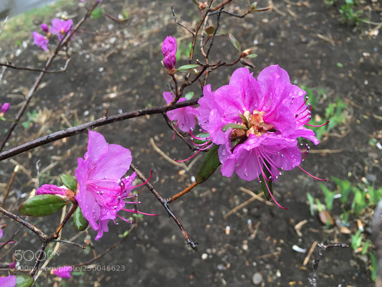 Apple iPhone 6s sample photo. Untitled photography