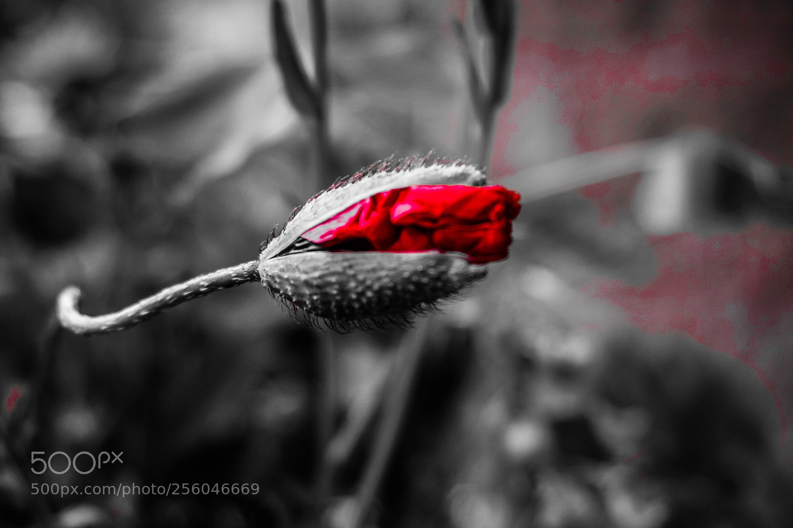 Sony a6000 sample photo. Red dragon photography
