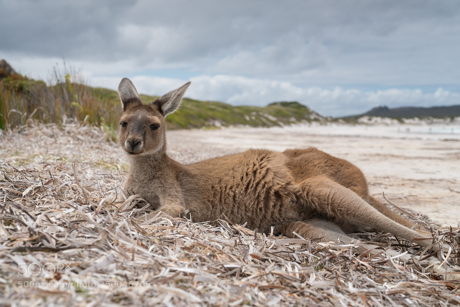 Sony a7R II sample photo. Cape le grand national photography