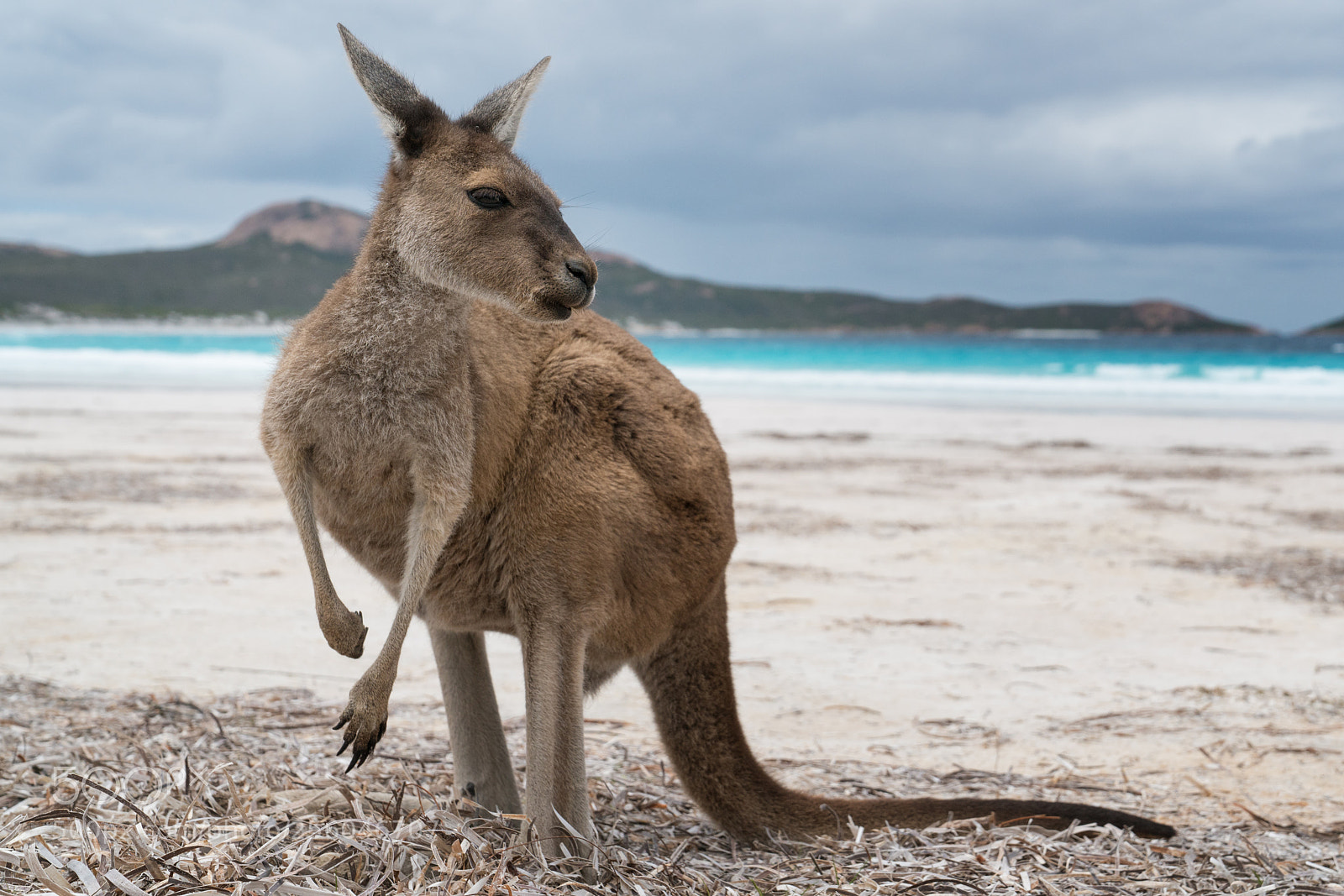 Sony a7R II sample photo. Cape le grand national photography
