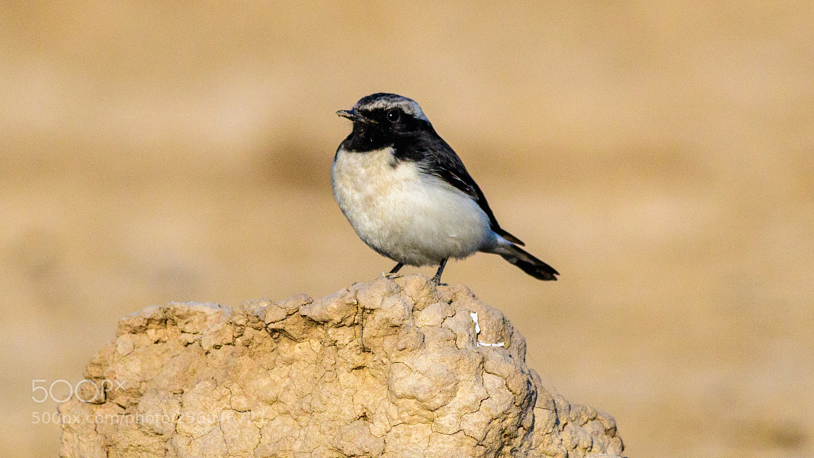 Nikon D500 sample photo. Pied wheatear photography