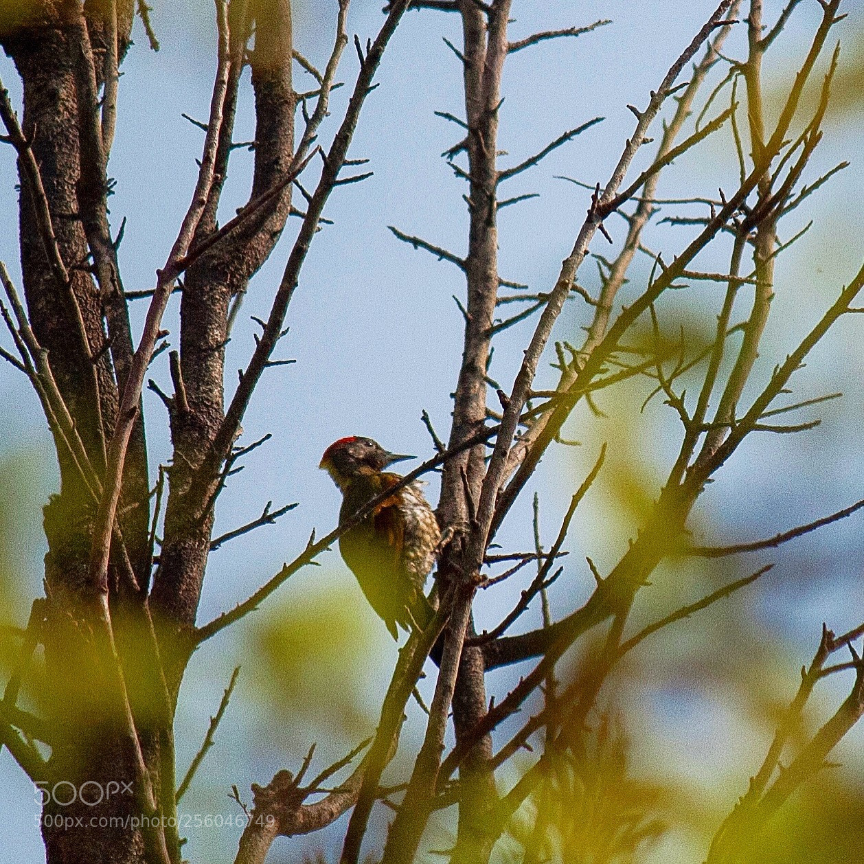 Canon EOS 350D (EOS Digital Rebel XT / EOS Kiss Digital N) sample photo. Redheaded woodpecker photography