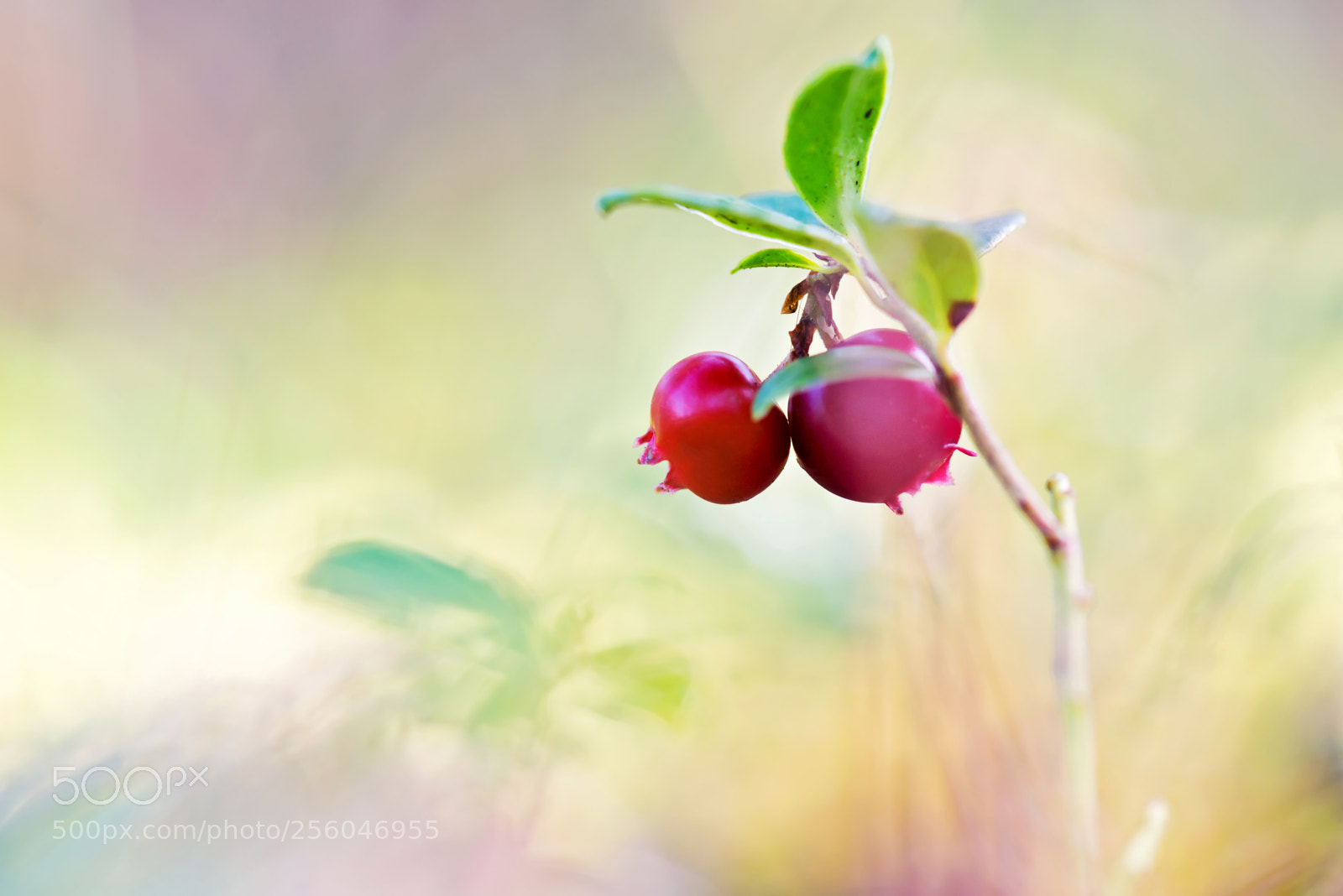 Nikon D610 sample photo. Macro shot of cowberry photography