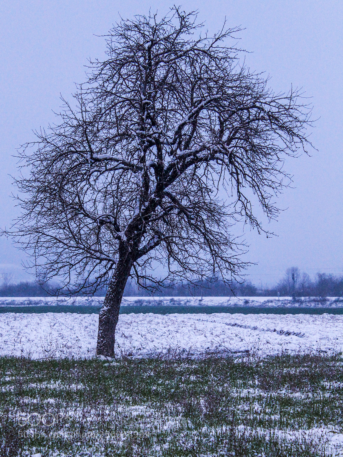 Canon EOS 700D (EOS Rebel T5i / EOS Kiss X7i) sample photo. Pear tree photography