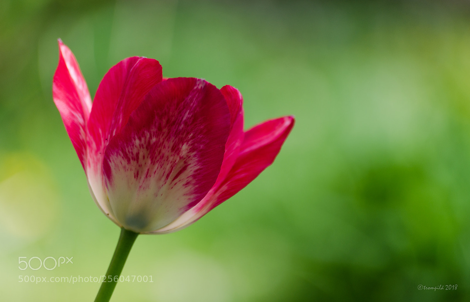 Nikon D5100 sample photo. Untitled photography