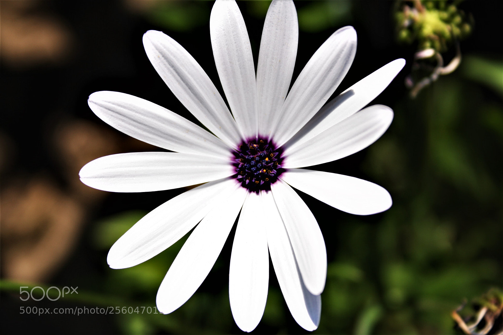 Canon EOS 1000D (EOS Digital Rebel XS / EOS Kiss F) sample photo. () photography