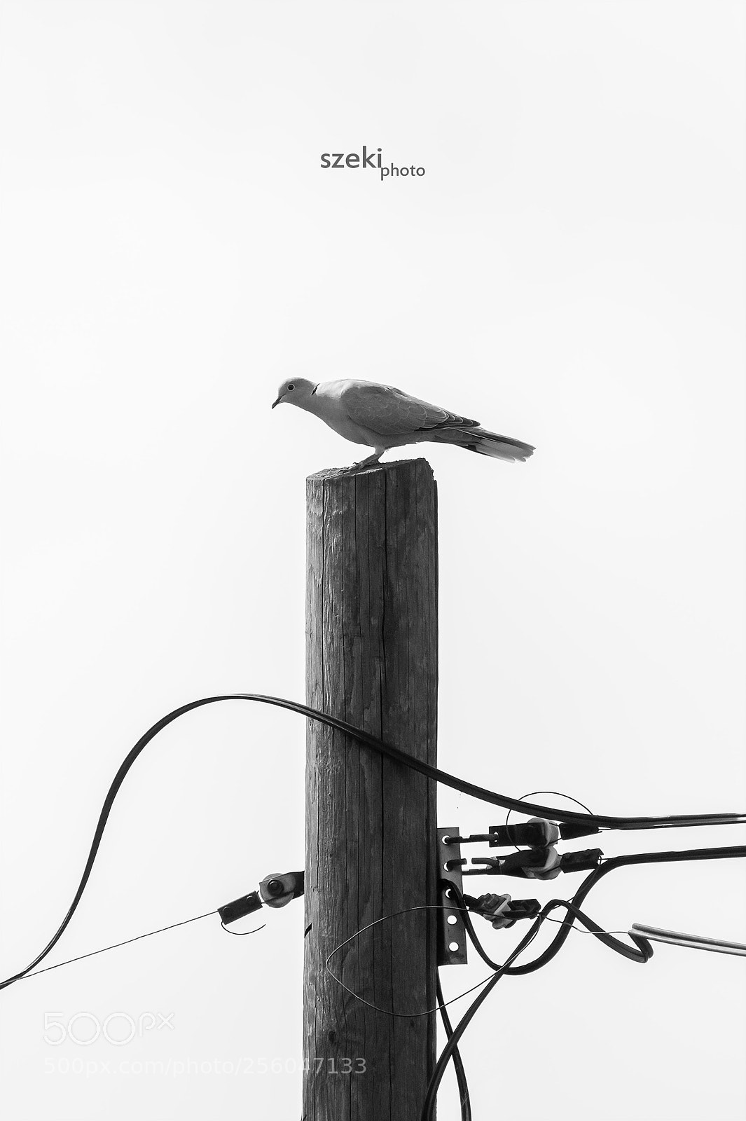 Pentax K-3 II sample photo. Birdman photography