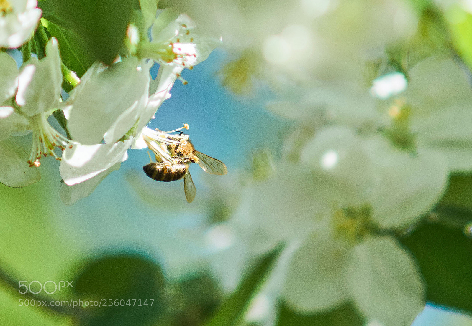 Sony SLT-A58 sample photo. Бджілка ... photography