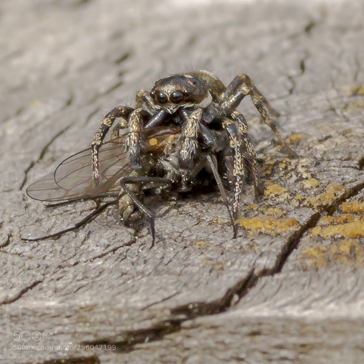 Sony SLT-A58 sample photo. Jumping spider photography