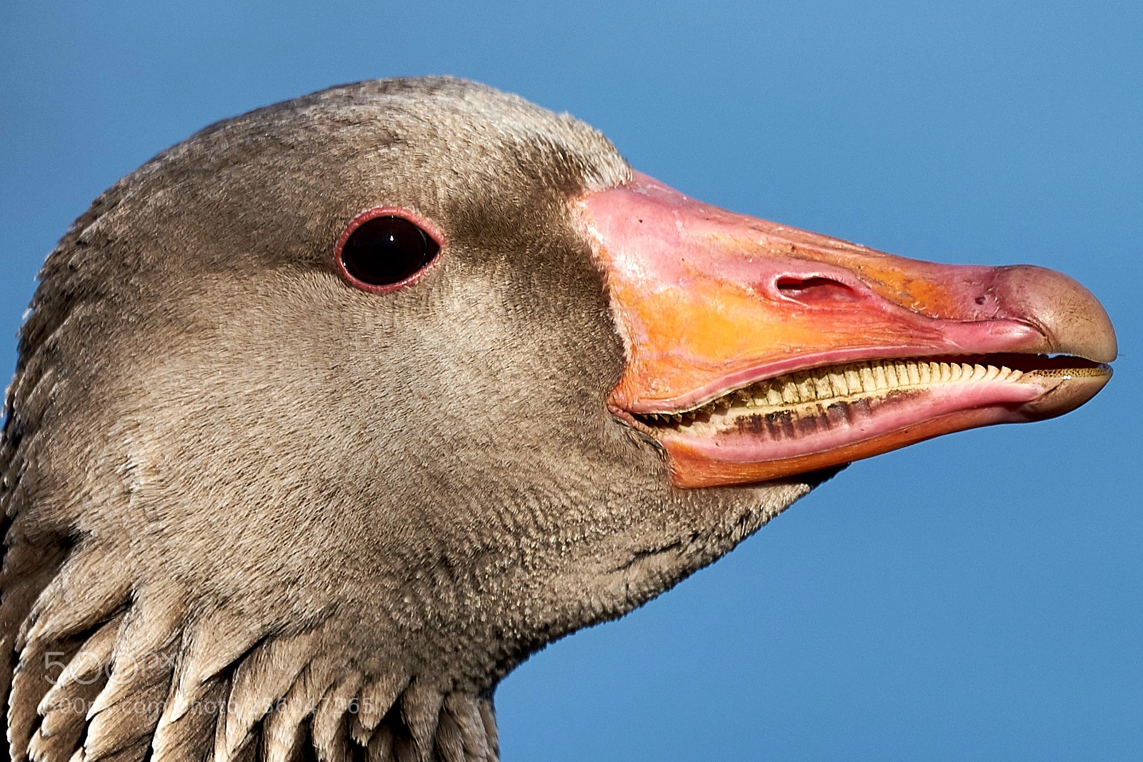Sony a7 II sample photo. A close up of photography