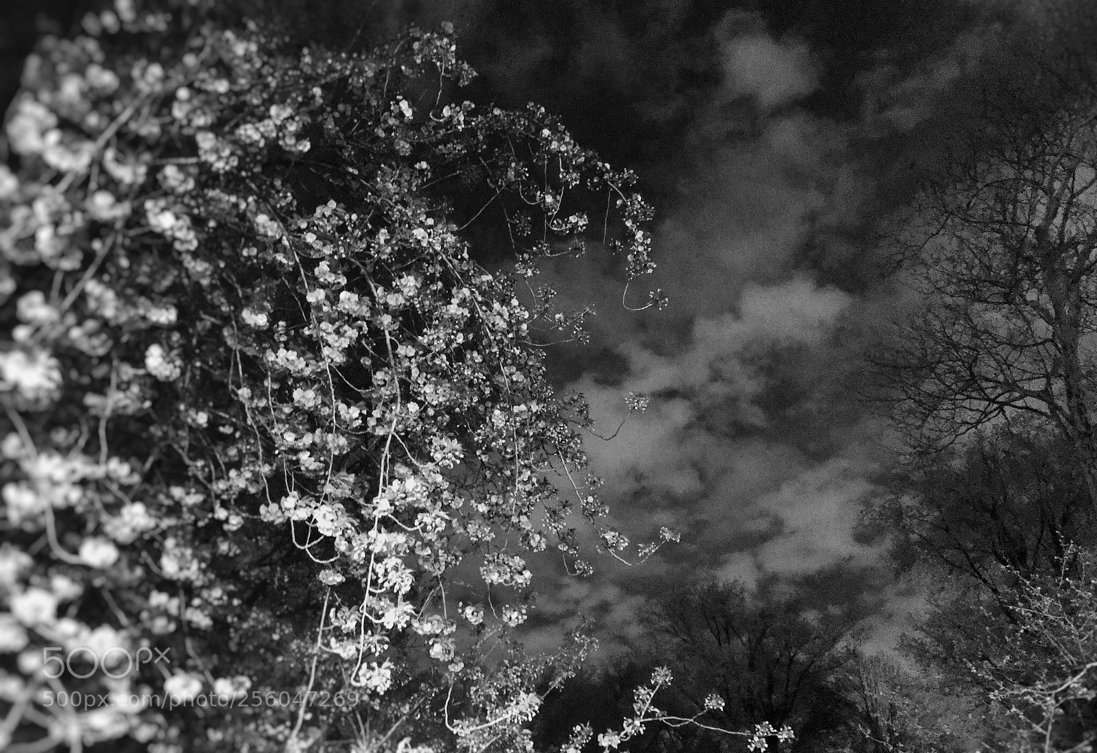 Apple iPhone 7 sample photo. Untitled photography