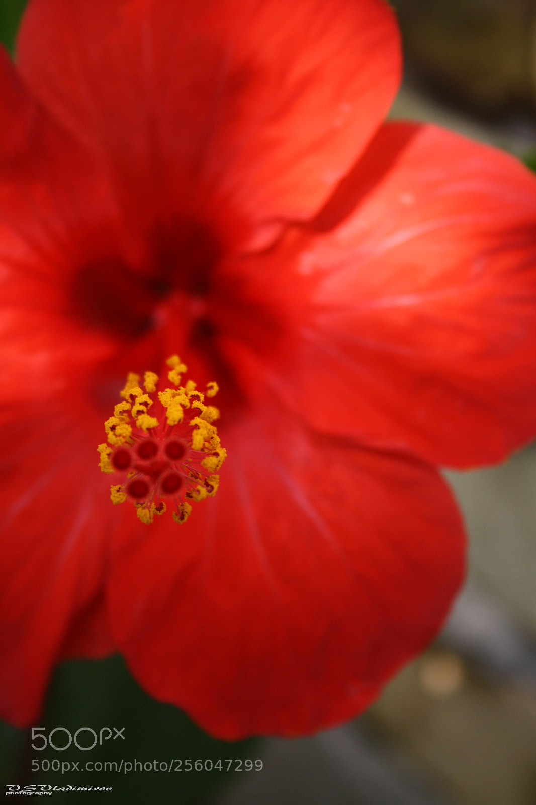 Canon EOS 1000D (EOS Digital Rebel XS / EOS Kiss F) sample photo. Abec o photography