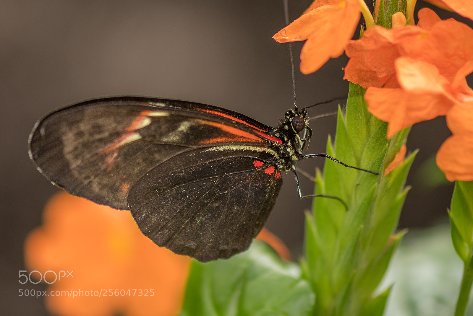 Nikon D500 sample photo. On orange blooms photography
