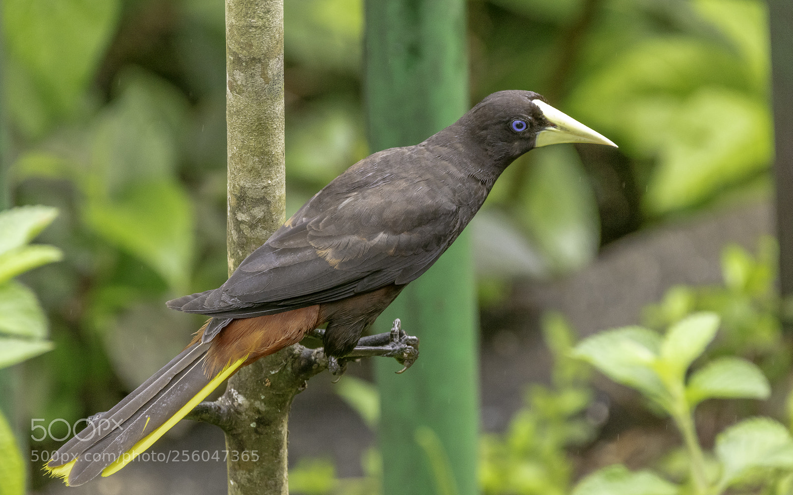 Canon EOS 5DS sample photo. Crested oropendola photography