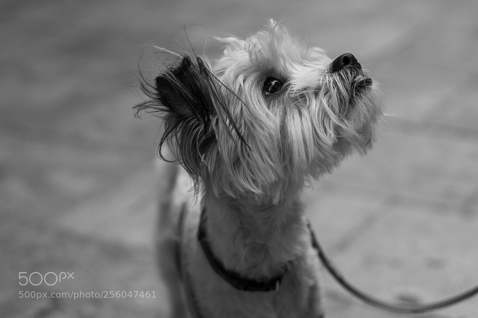 Canon EOS 100D (EOS Rebel SL1 / EOS Kiss X7) sample photo. Neve photography