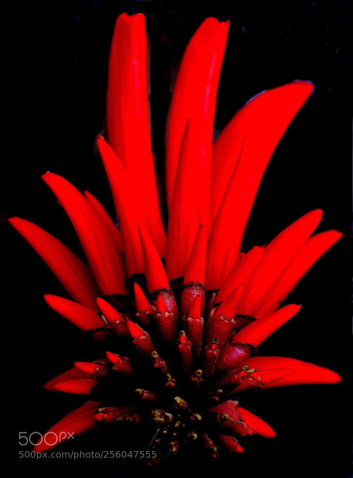 Nikon D7200 sample photo. Red pinecomb flower photography