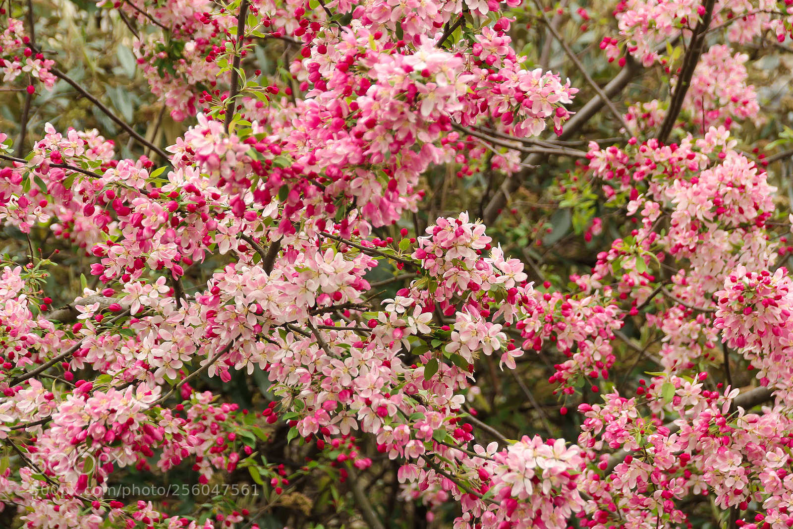 Canon EOS 60D sample photo. Apple cherry blossom in photography