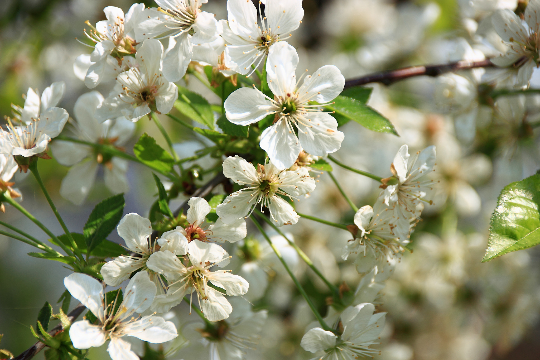 Sigma 18-250mm F3.5-6.3 DC OS HSM sample photo. Cherry blossom dream photography