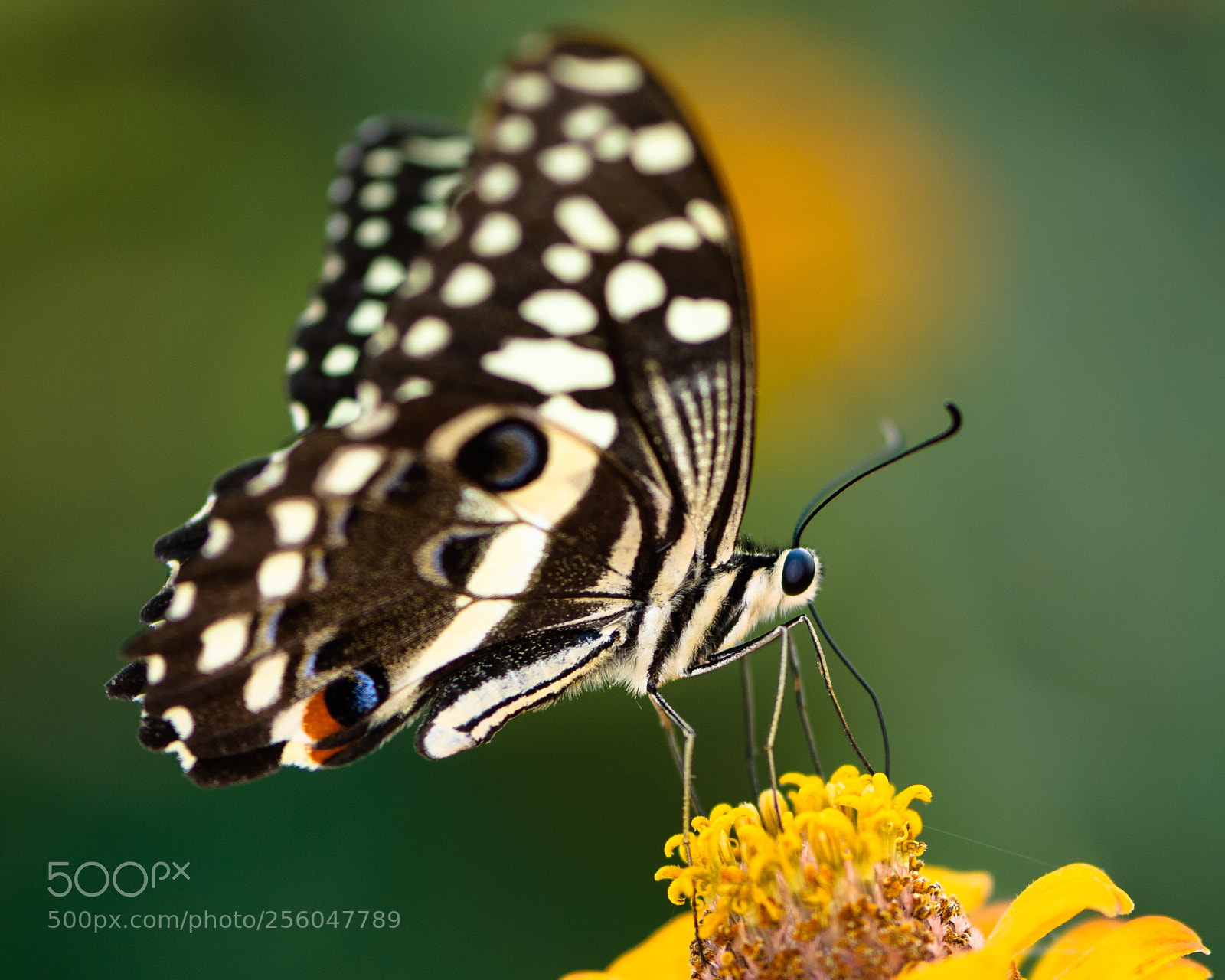 Nikon D80 sample photo. Citrus swallowtail photography