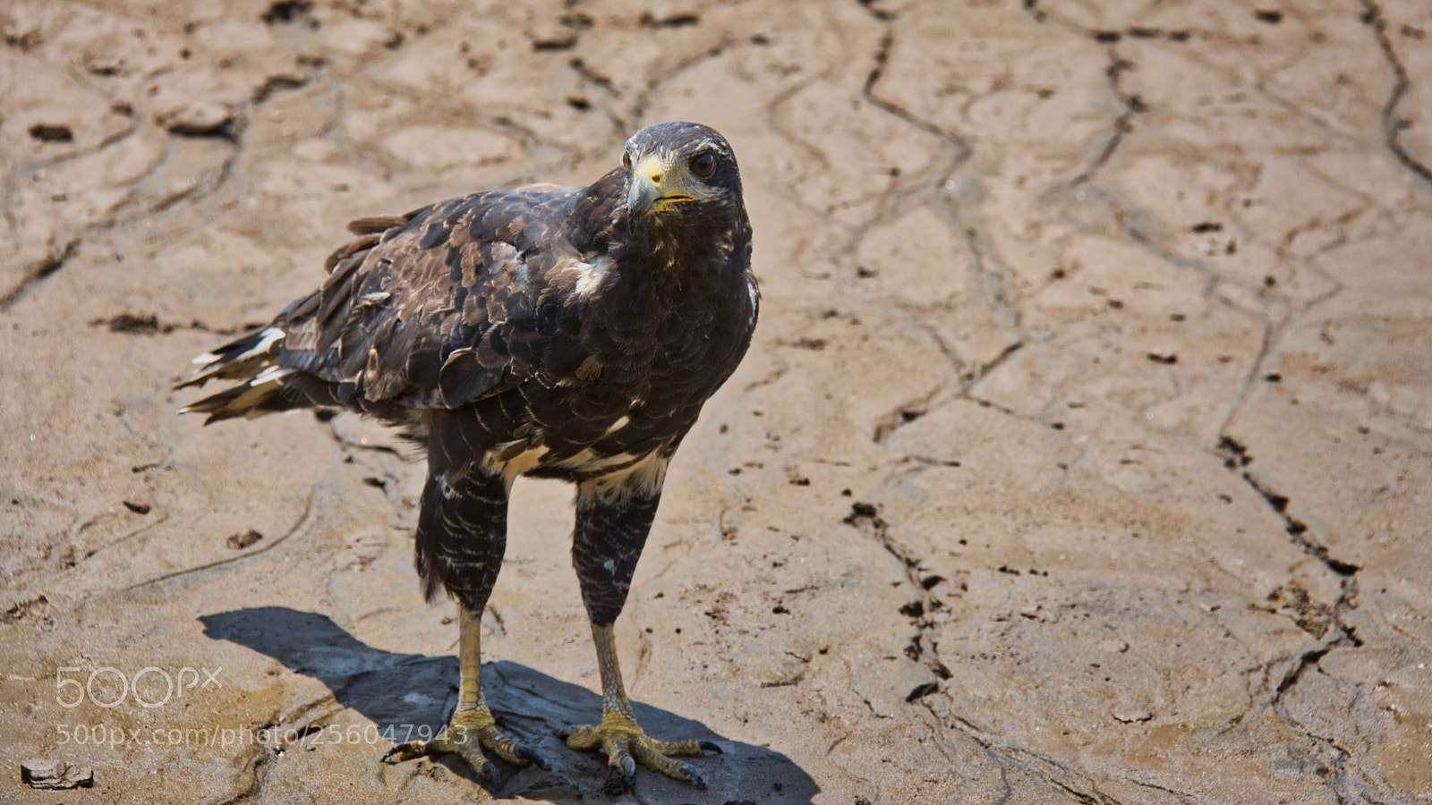 Nikon D7100 sample photo. Black hawk down photography