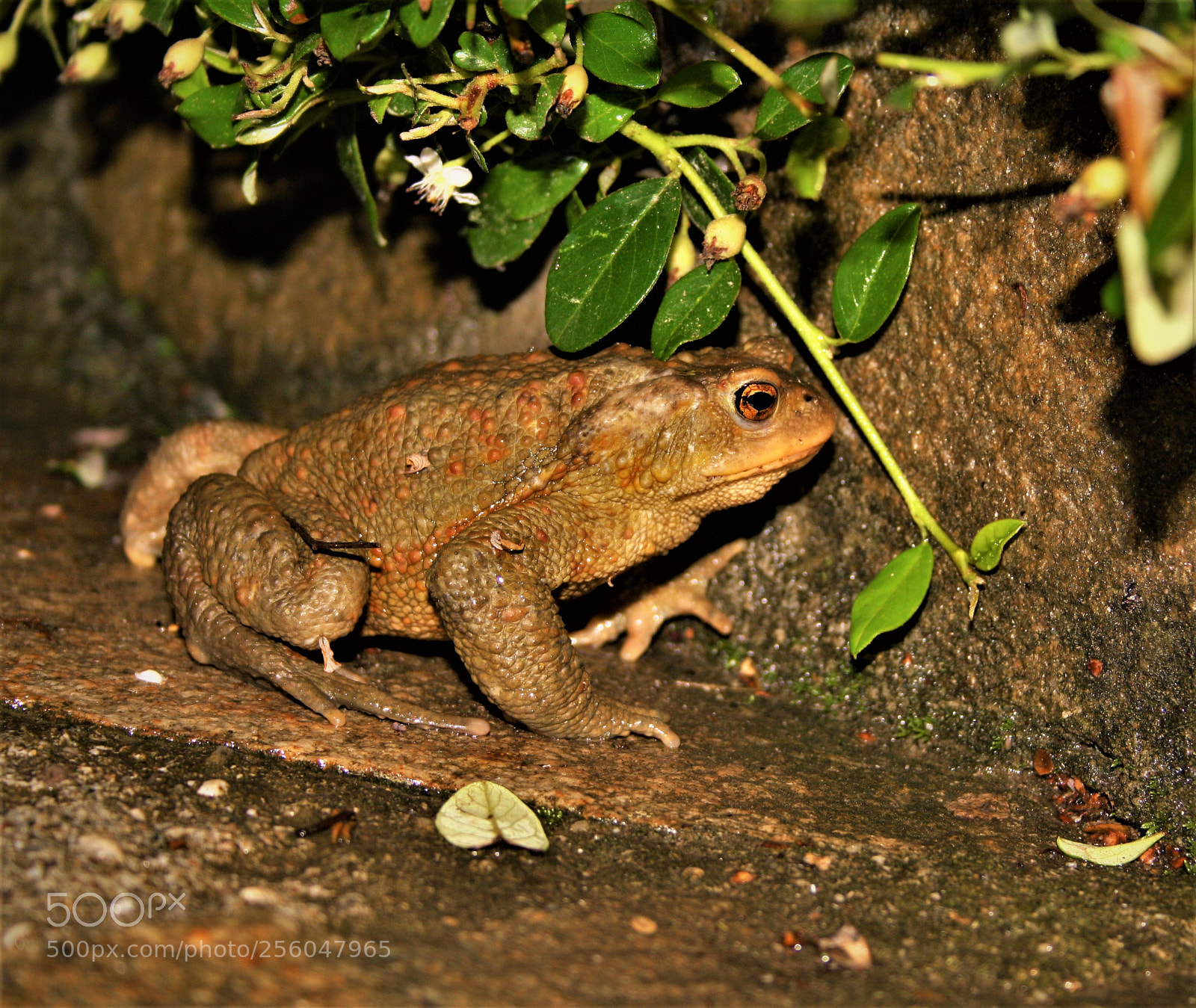 Canon EOS 1000D (EOS Digital Rebel XS / EOS Kiss F) sample photo. () photography