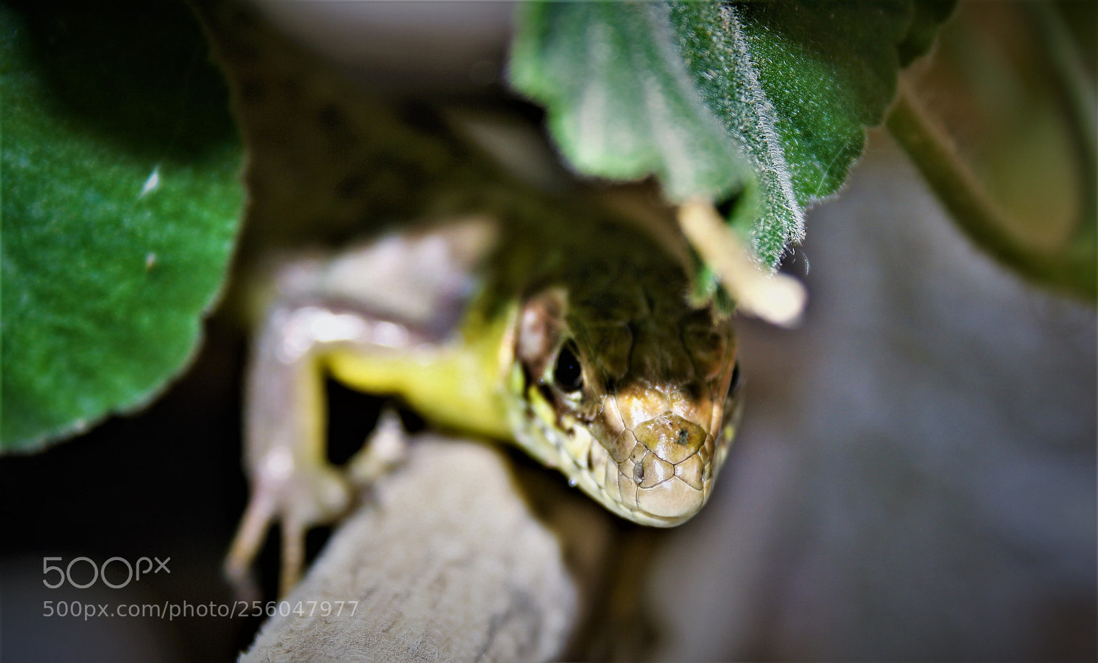 Canon EOS 1000D (EOS Digital Rebel XS / EOS Kiss F) sample photo. () photography