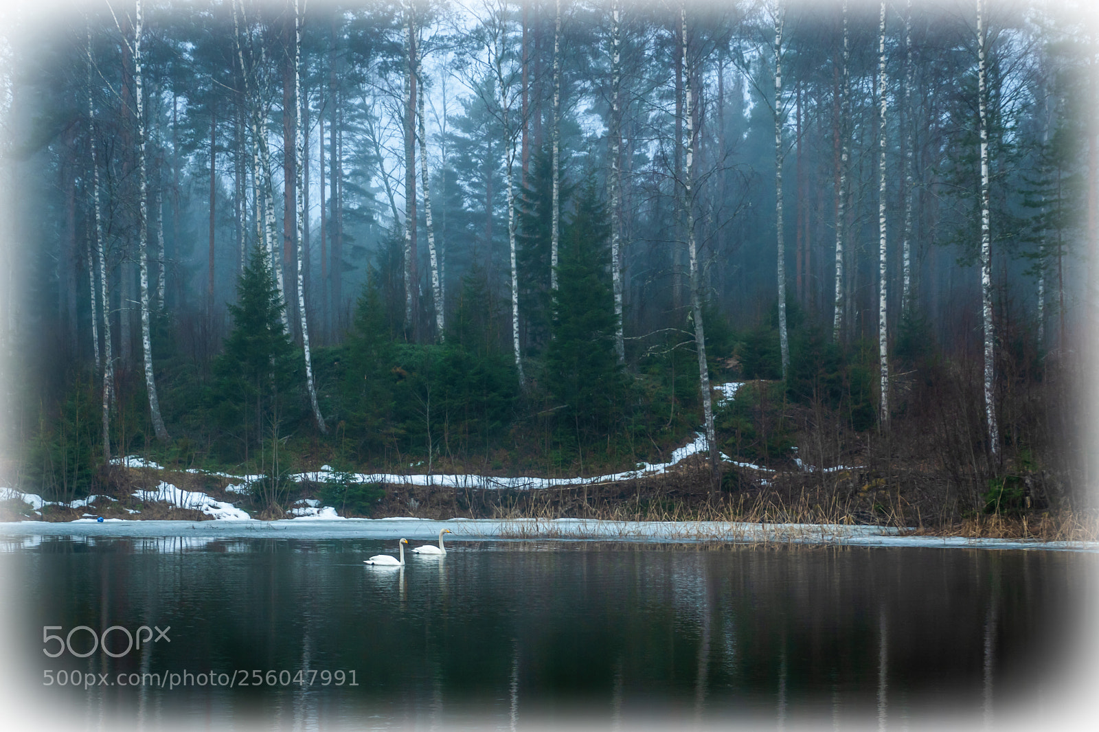 Nikon D5500 sample photo. Landscape with swans photography