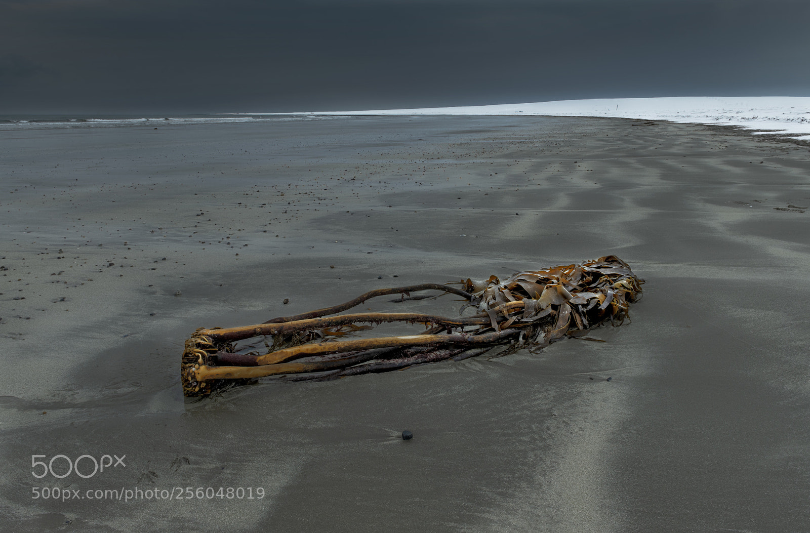 Nikon D850 sample photo. Kelp photography