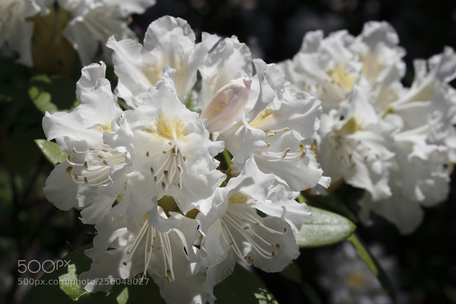 Canon EOS 700D (EOS Rebel T5i / EOS Kiss X7i) sample photo. Rhododendron in white photography