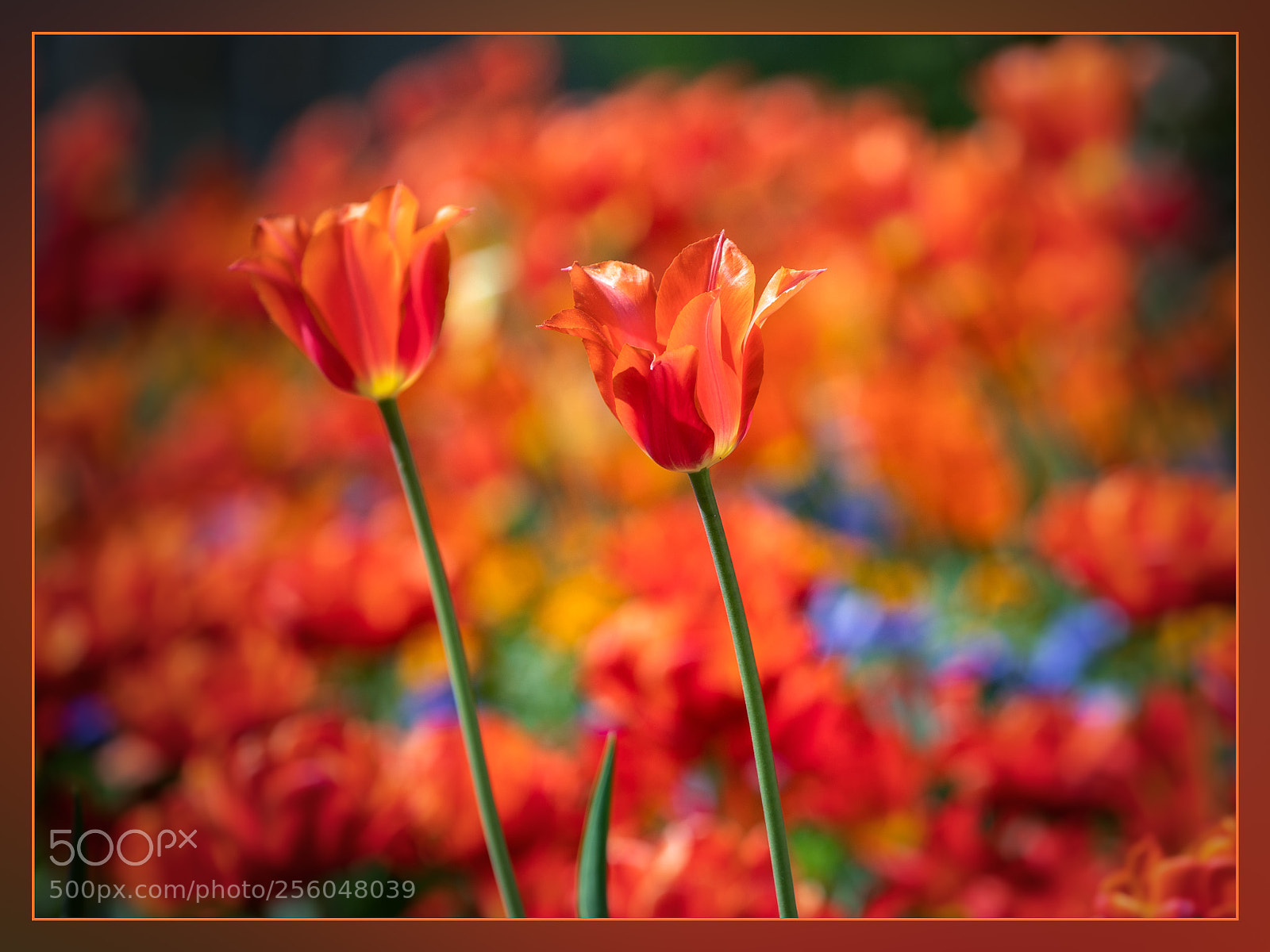 Canon EOS 5D Mark IV sample photo. Flower photography