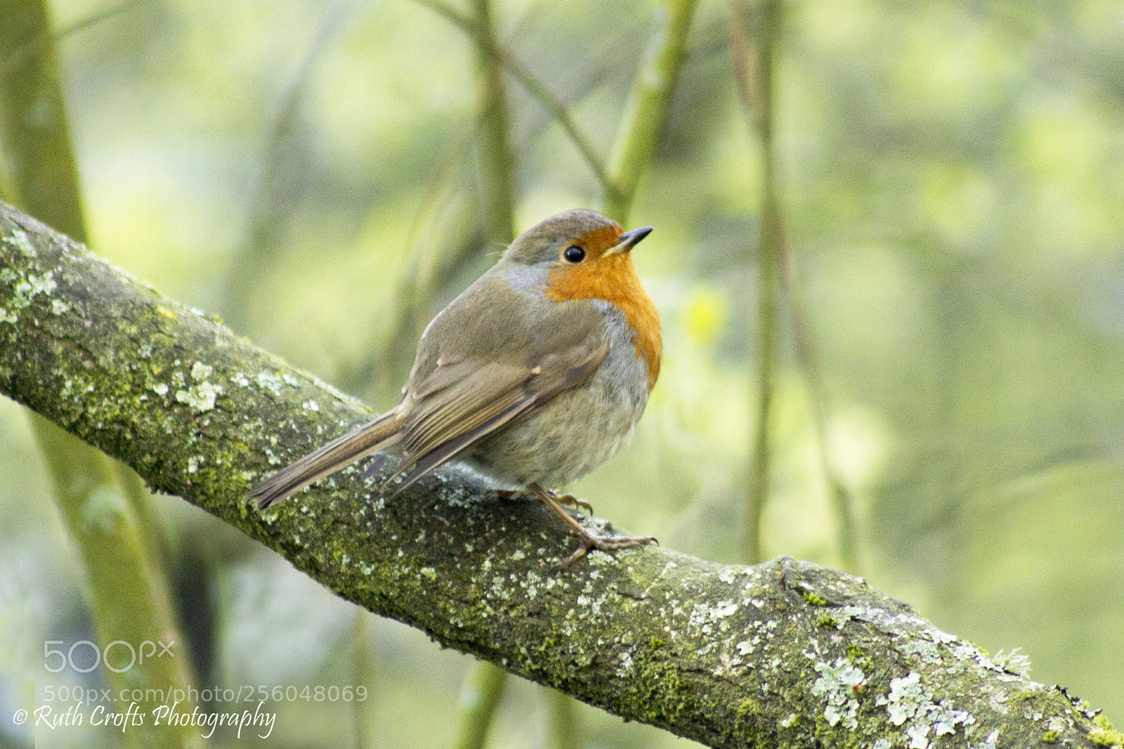 Canon EOS 600D (Rebel EOS T3i / EOS Kiss X5) sample photo. Robin red breast photography