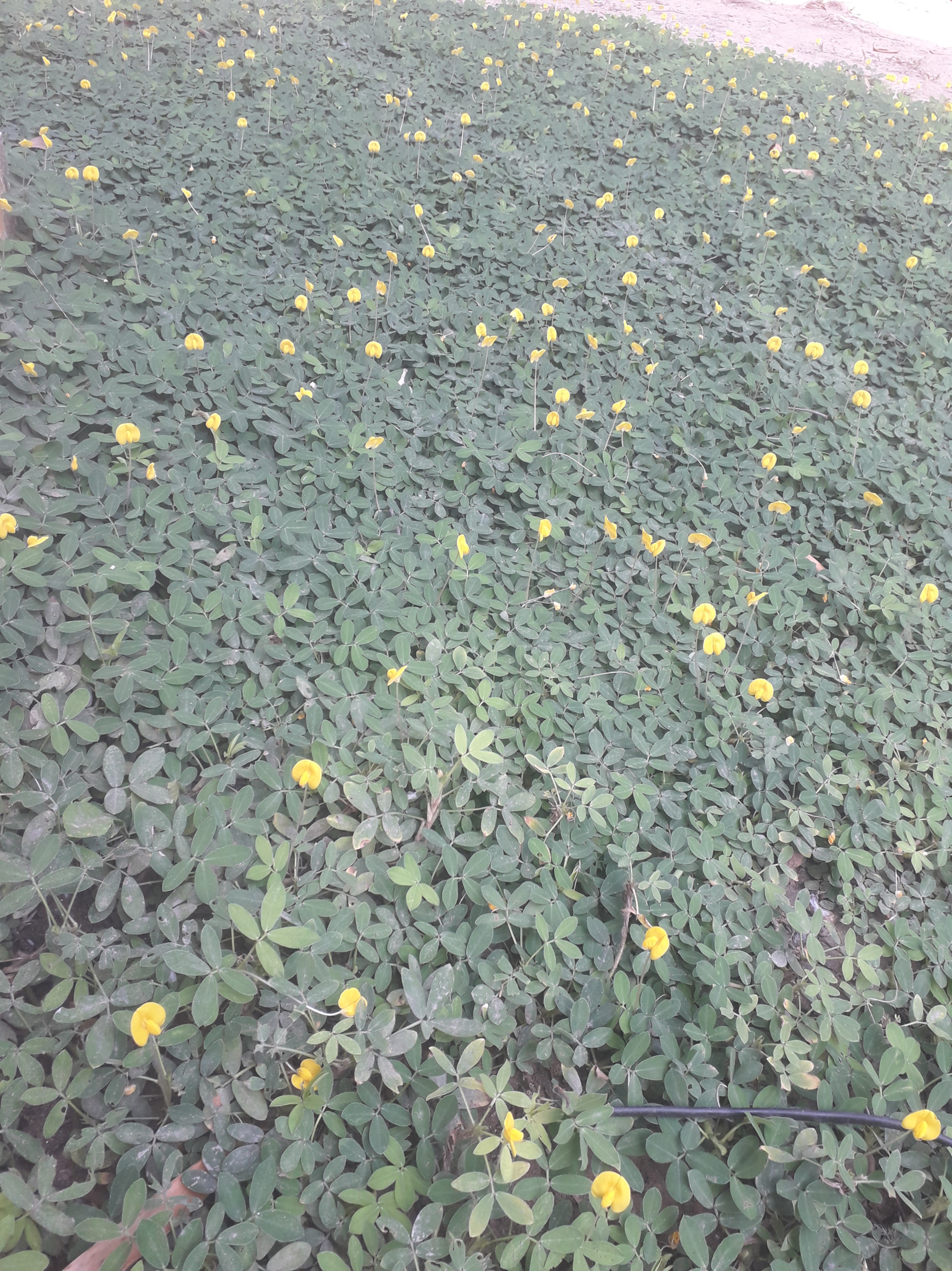 Samsung Galaxy J3 Pro sample photo