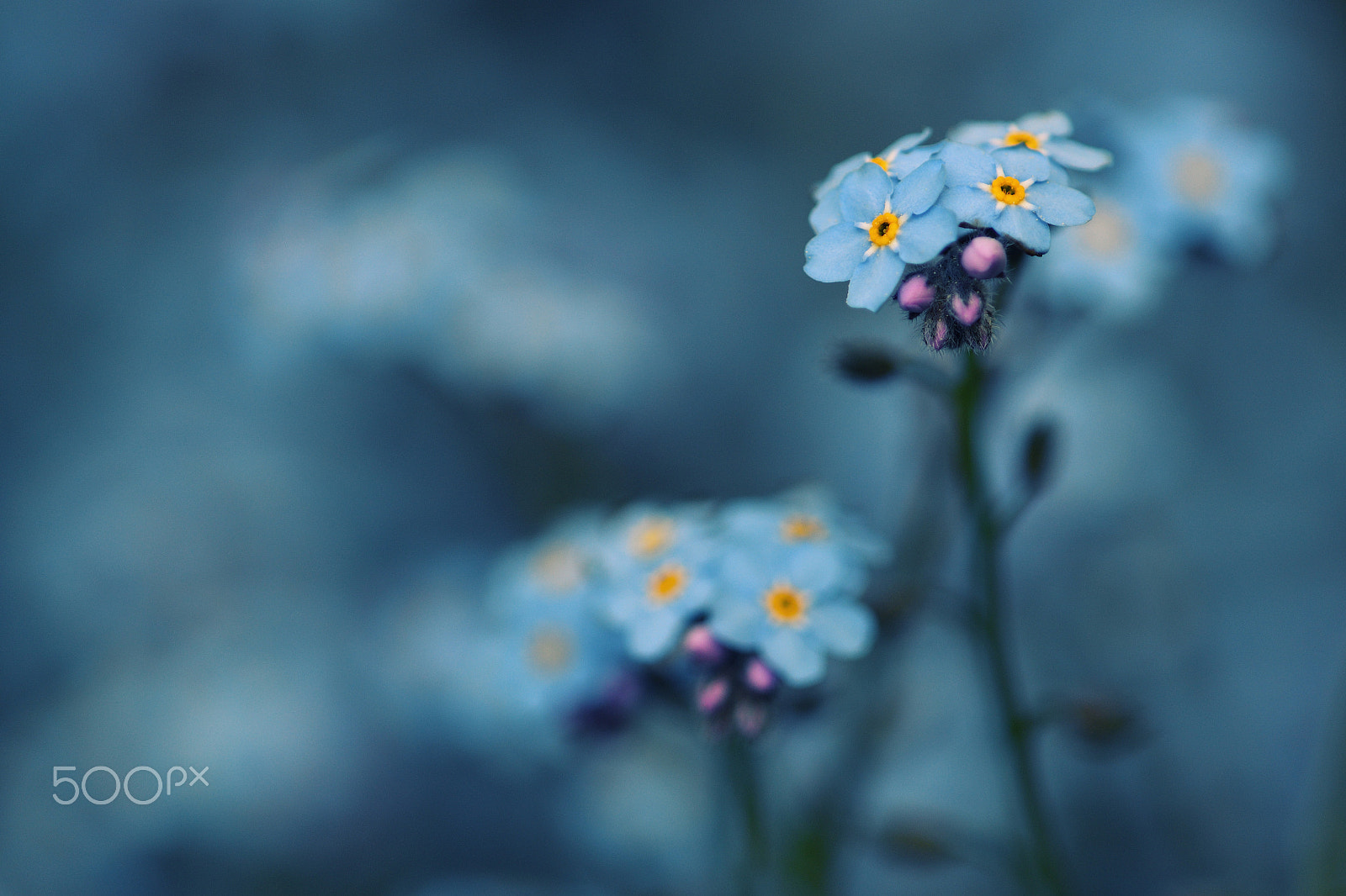 Nikon AF Micro-Nikkor 200mm F4D ED-IF sample photo. All dipped in blue photography