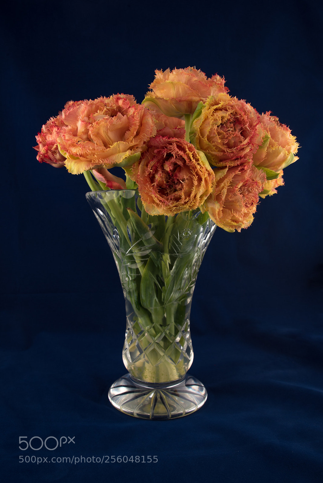 Nikon D750 sample photo. Flowers photography