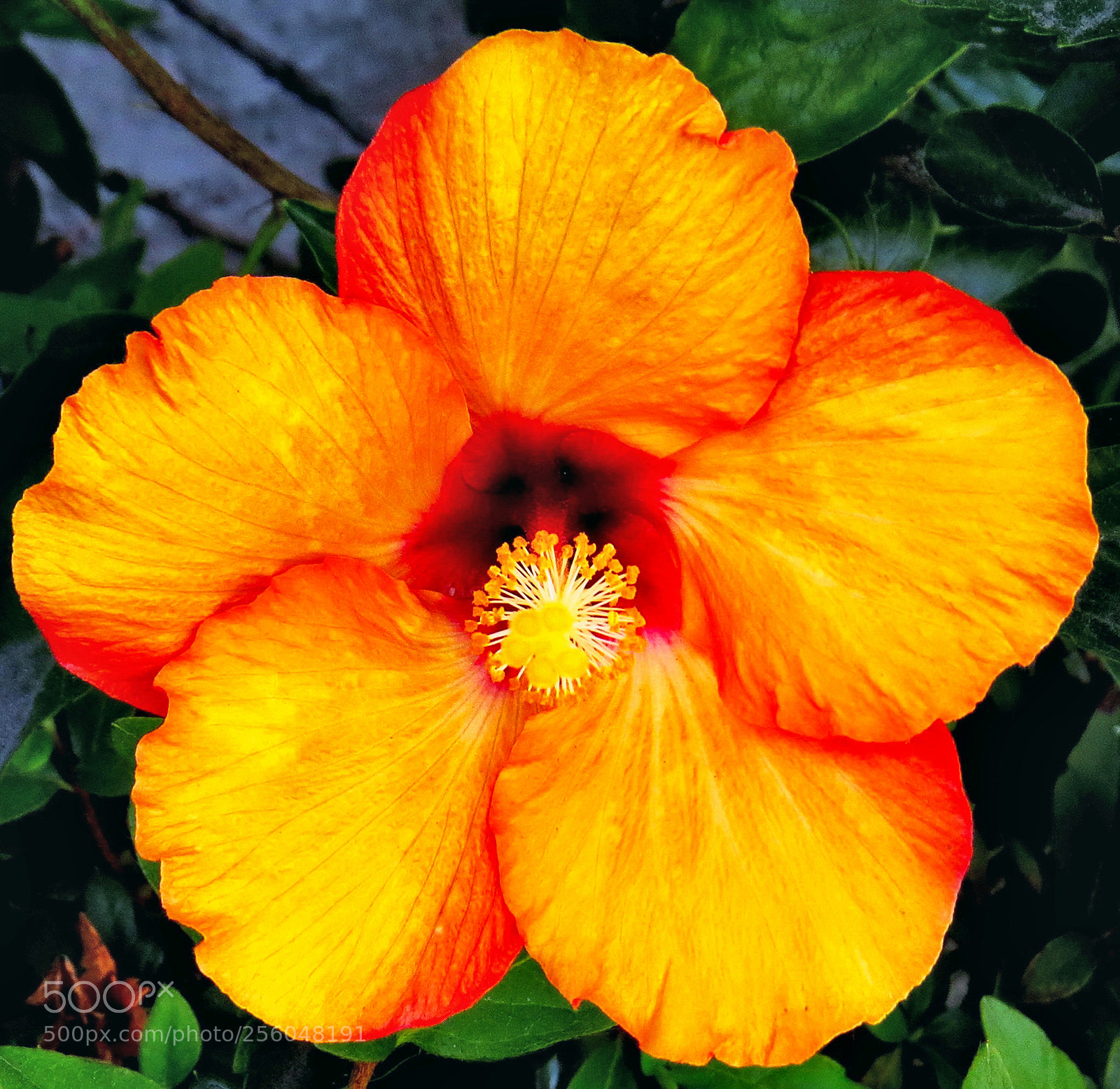 Canon PowerShot SX50 HS sample photo. A gold hibiscus flower photography