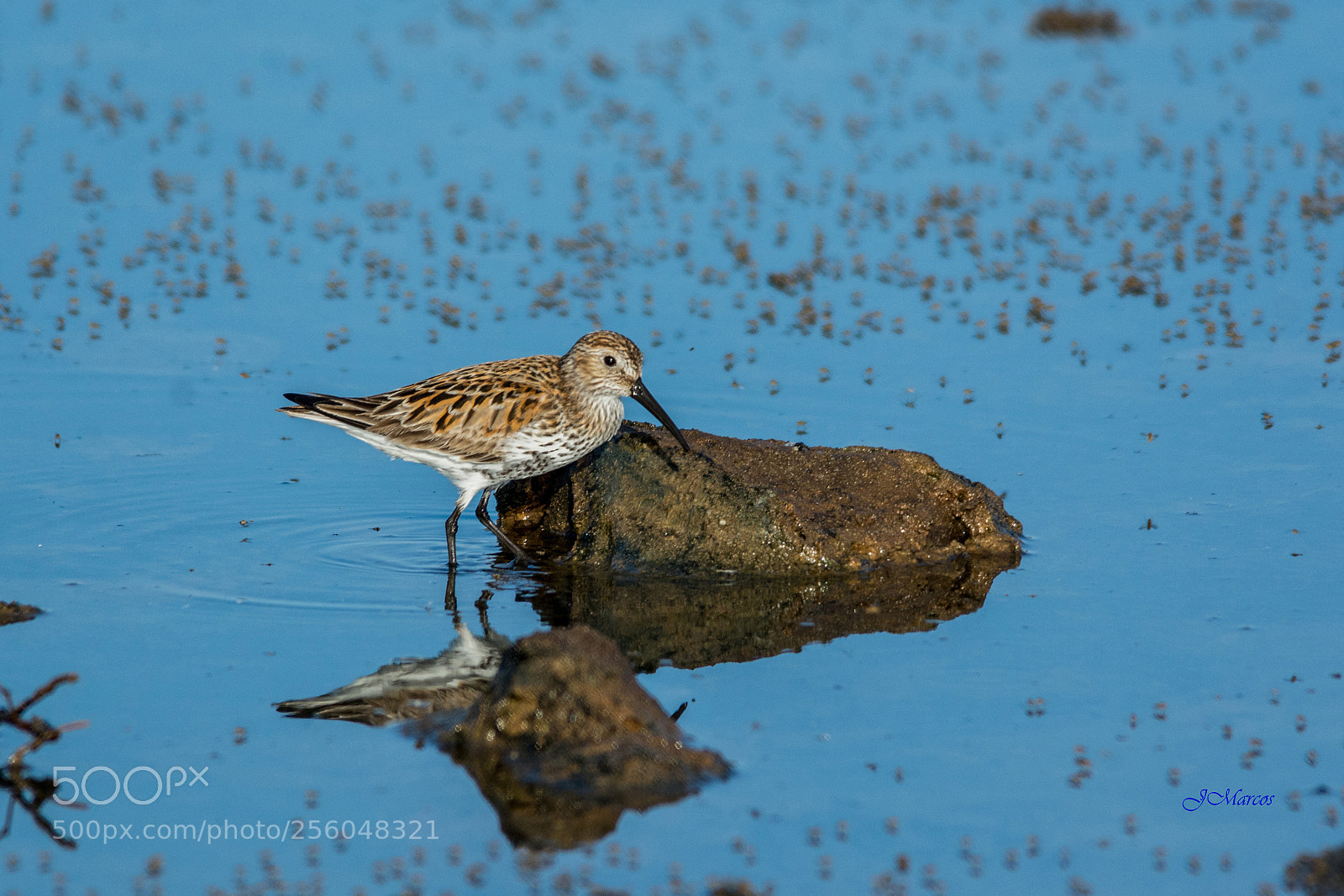 Nikon D7100 sample photo. Dunlin photography