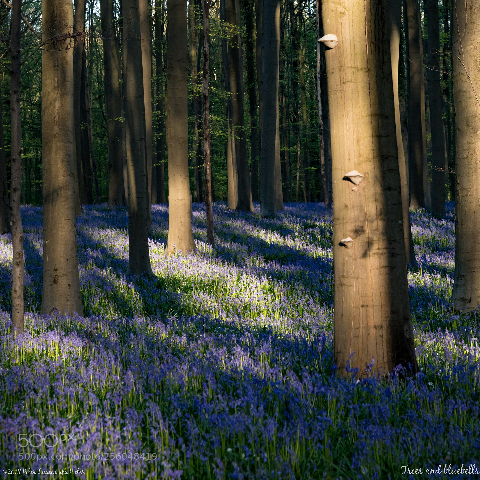 Nikon D850 sample photo. Trees and bluebells photography