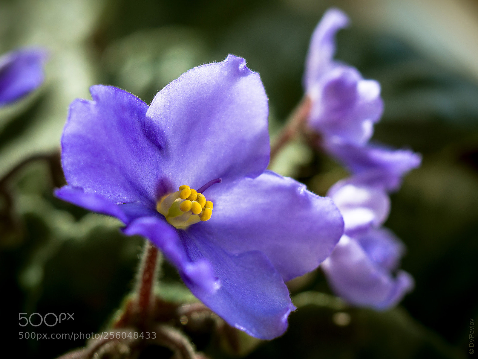 Olympus OM-D E-M1 sample photo. Violet photography