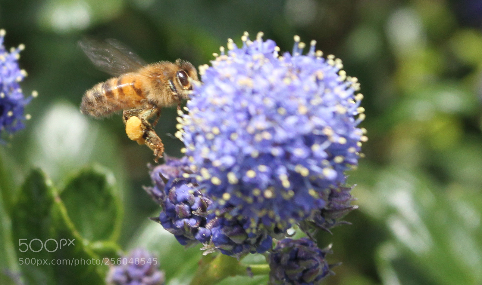 Canon EOS 7D sample photo. Back garden, ely, cambridgeshire photography