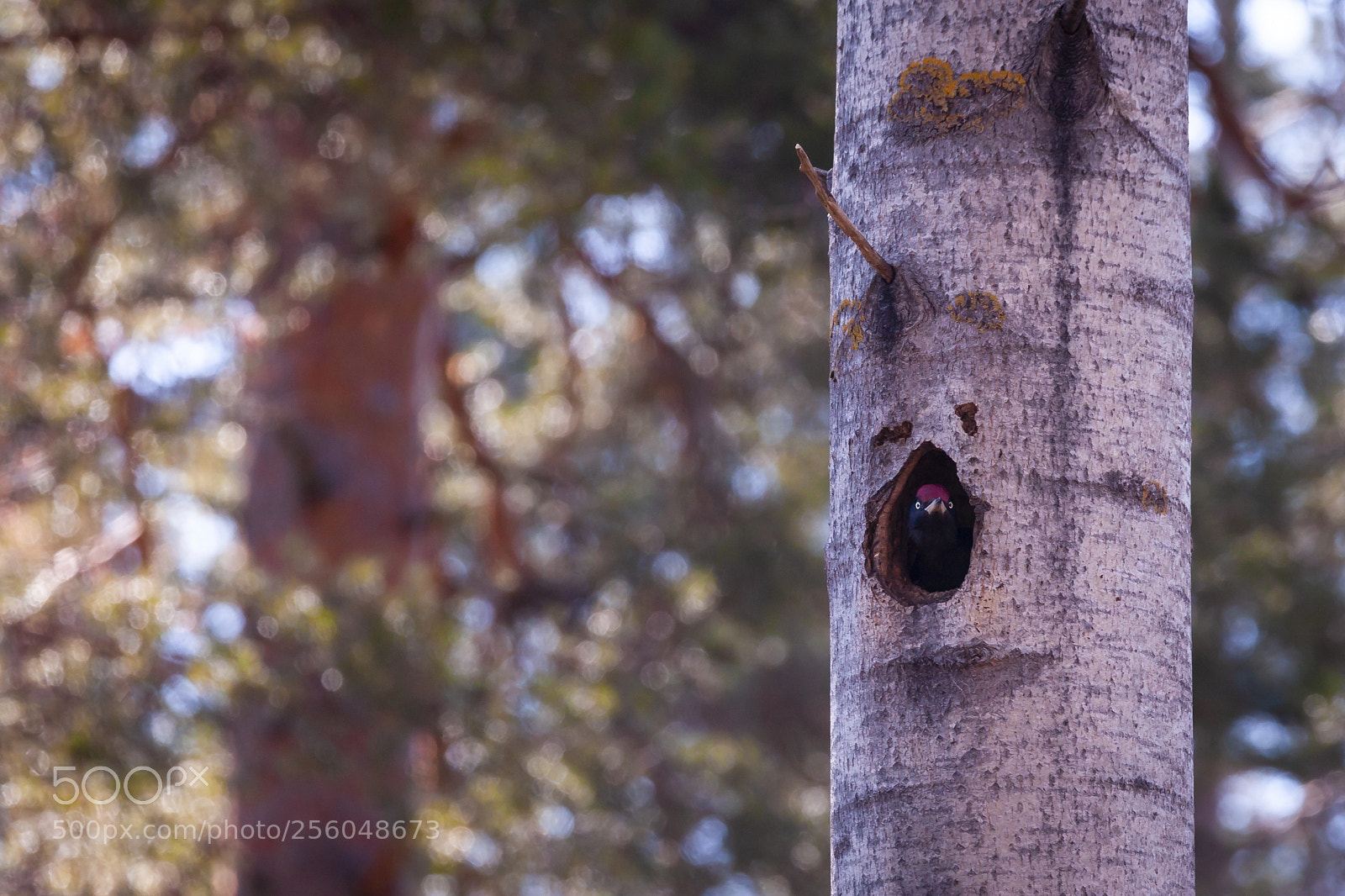 Canon EOS 5D Mark II sample photo. Hey stupid, i'm here! photography