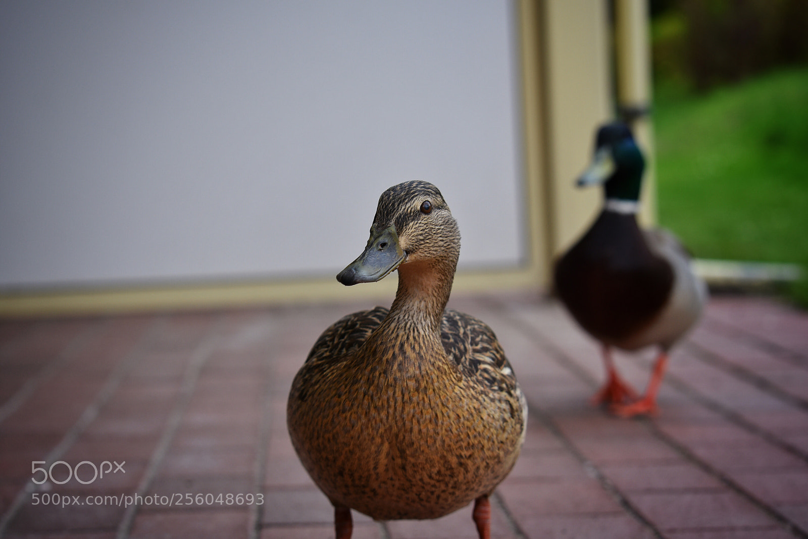 Nikon D750 sample photo. Untitled photography