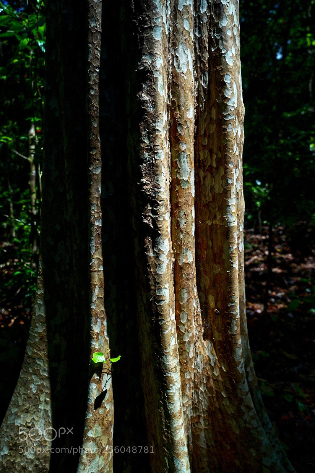 Sony a7 II sample photo. Tree on the tree photography